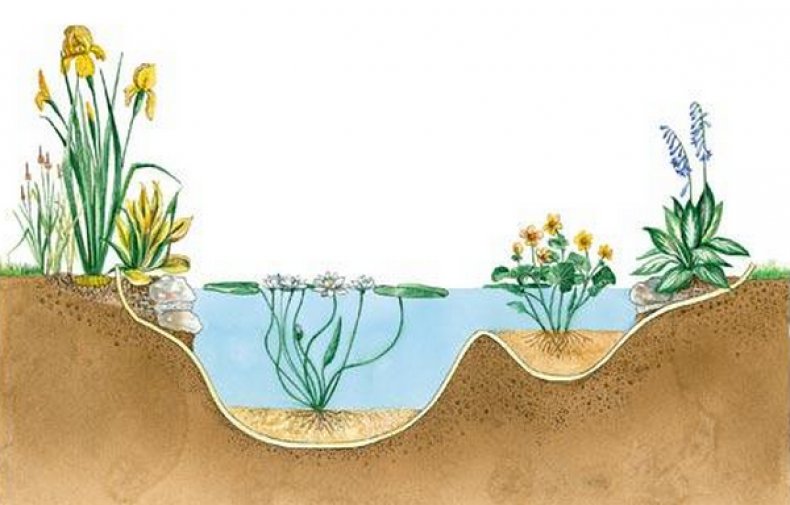 Растения для водоемов