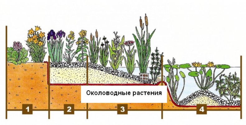 Околоводные растения
