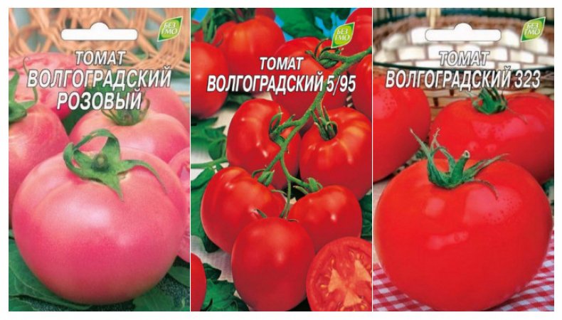 Волгоградские томаты