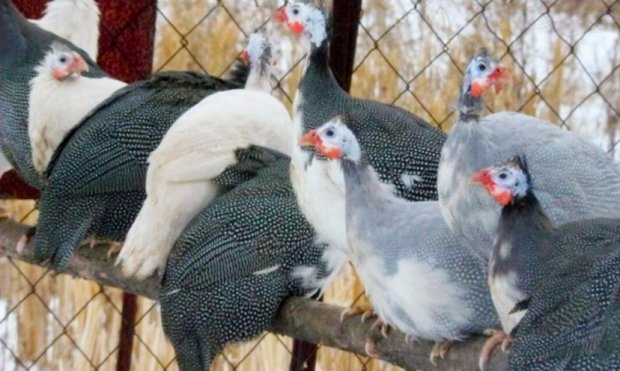 Выращивание и содержание цесарок в домашних условиях 82