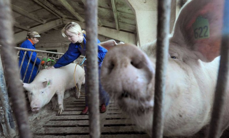 Ветеринарный врач осматривает свиней