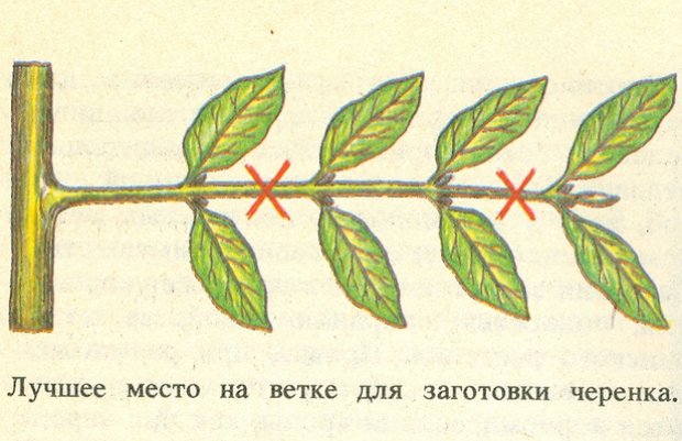 Как сажать кофе из зерна