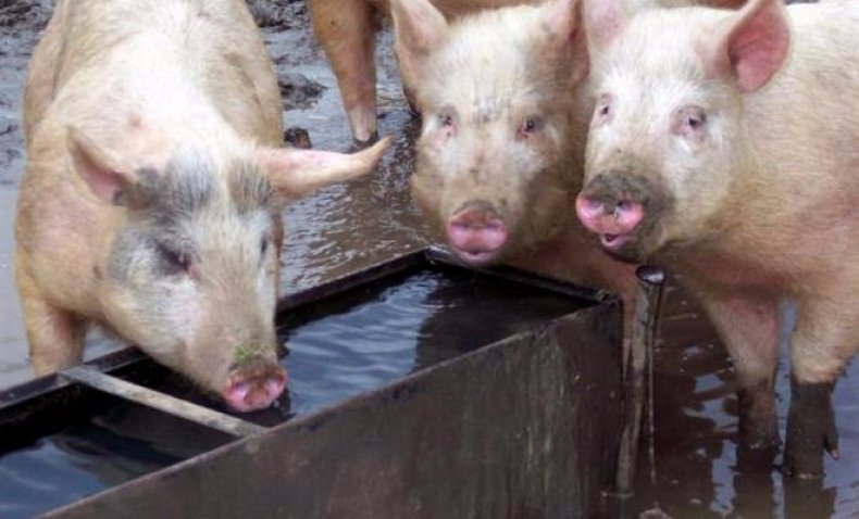 свиньи пьют воду