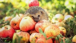 Сочные и вкусные плоды яблони