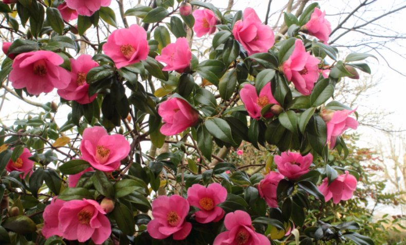 Camellia × williamsii Debbie