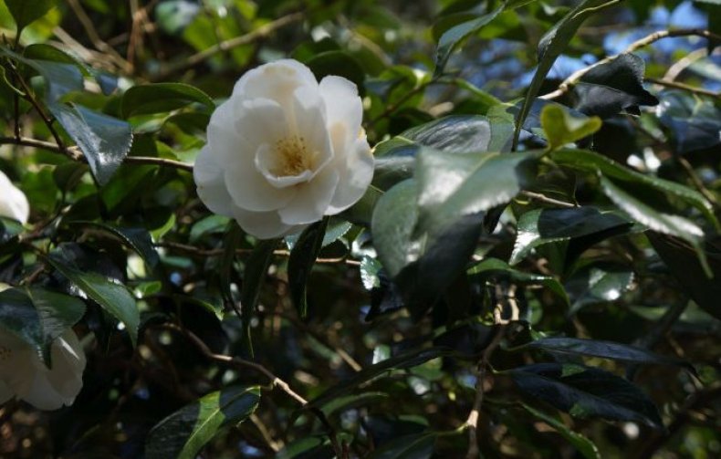 Camellia x williamsii China Clay