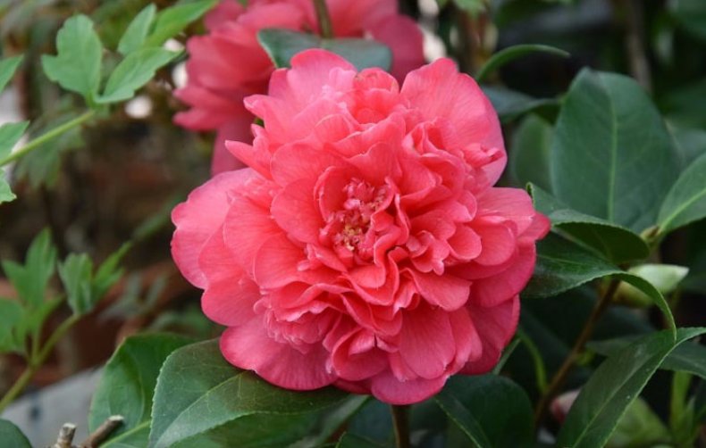 Camellia × williamsii Anticipation