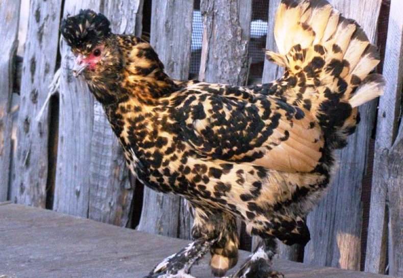 Курица породы Павловская