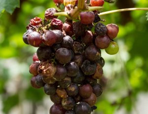 Антракноз на винограде