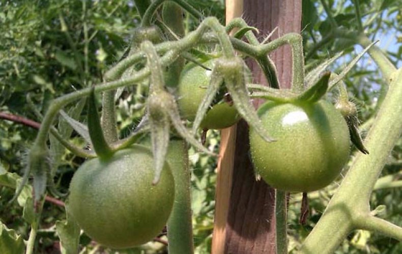 Плоды томата Самара