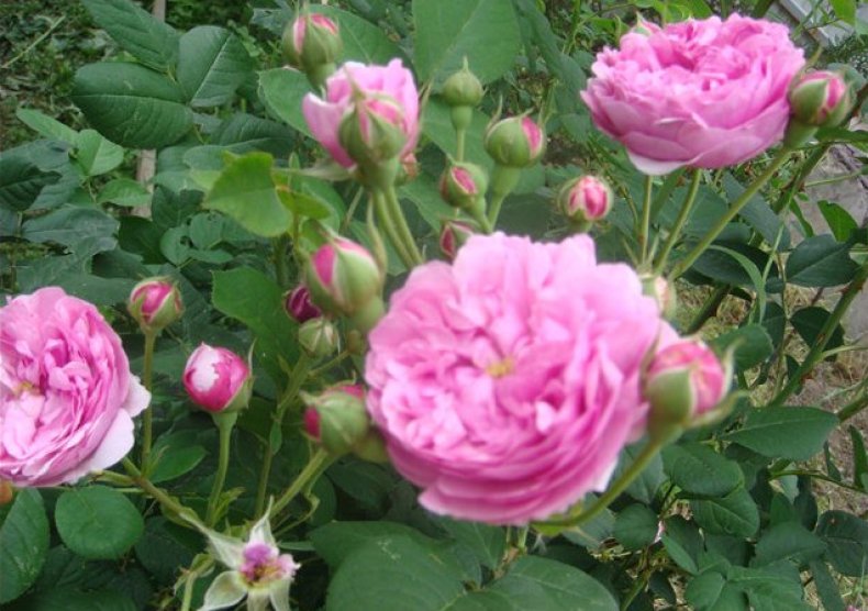 Казанлыкская роза