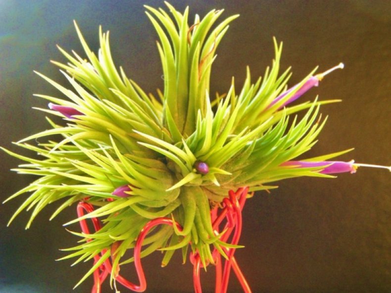 Фиалкоцветковая (Tillandsia ionantha)