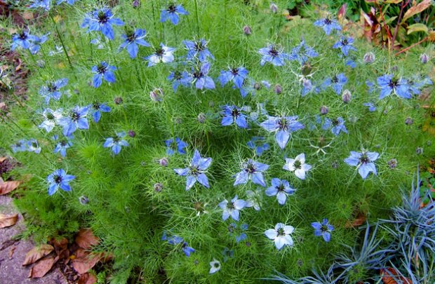 Нигелла дамасская посадка и уход фото Нигелла дамасская посадка и уход фото