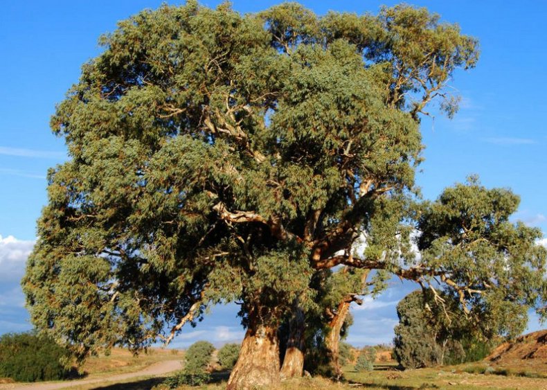 Эвкалиптовое дерево