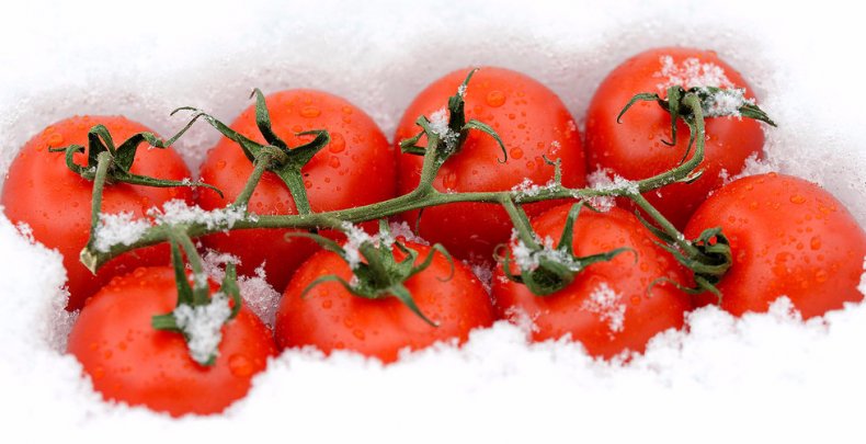 Замораживать помидоры