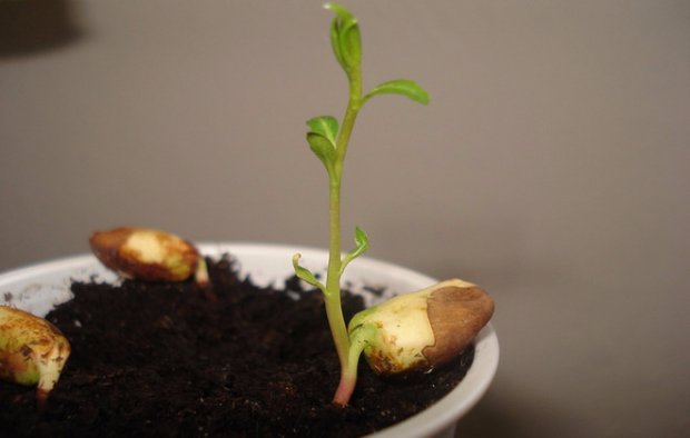Вязание из кузи клубочкина