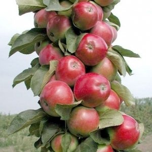 Сорт яблони Валюта