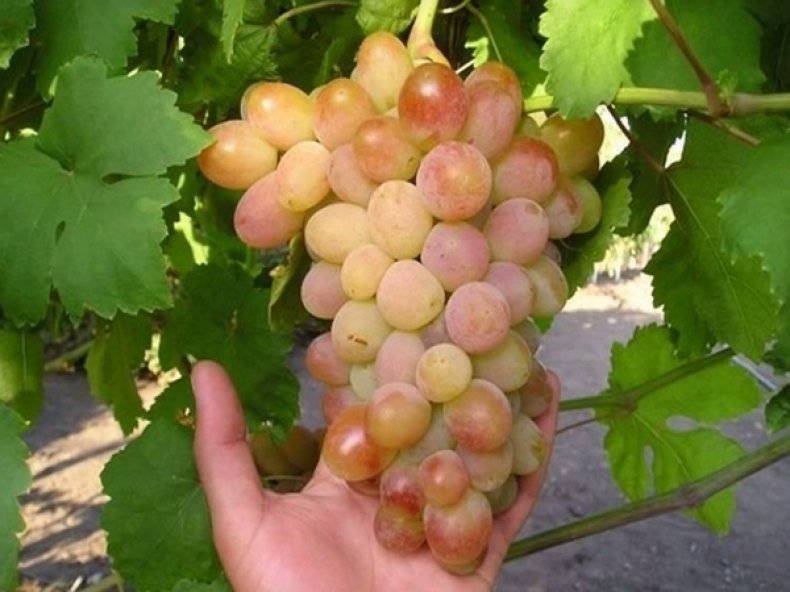 Сорт винограда «Белое чудо»