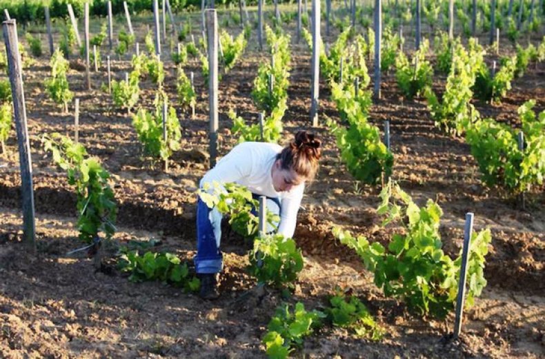 Уход за виноградом «Заря Несветая»