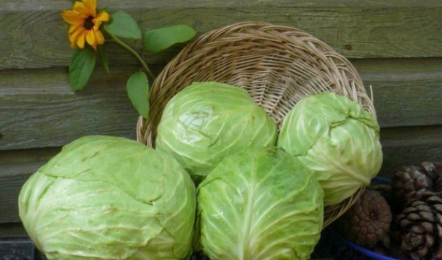 Как маринуют капусту в домашних условиях Как маринуют капусту в домашних условиях