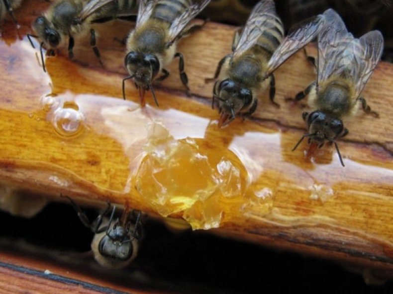 Медовая подкормка для пчел