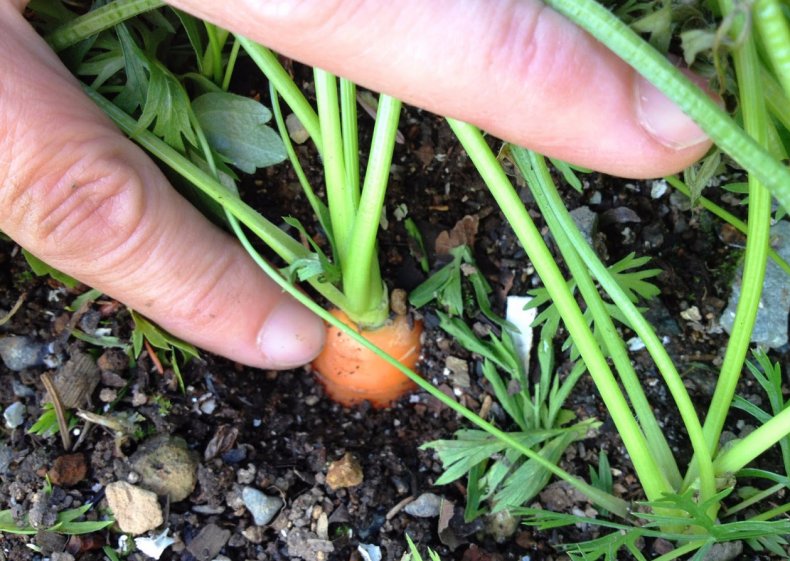 Почва для моркови