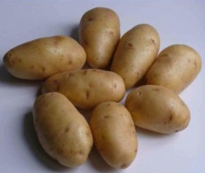 Картофель «Импала»