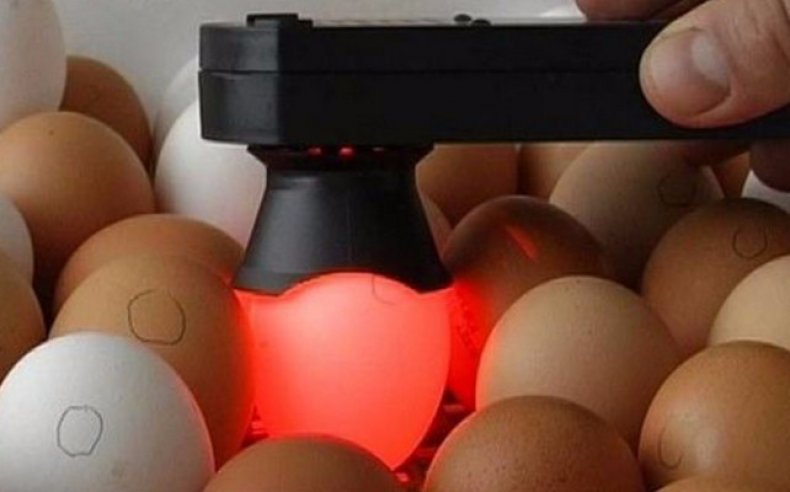 Проверка яиц на овоскопе