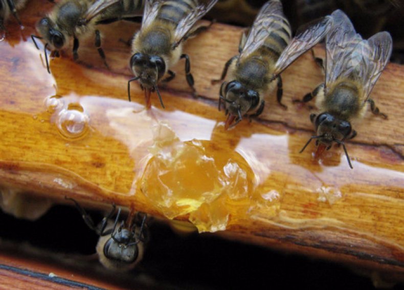 Подкормка пчел