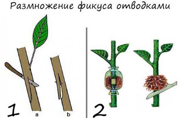 Дельфиниум выращивание из семян в домашних 655