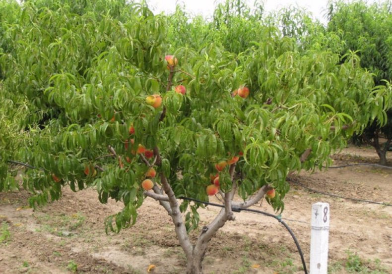 Карликовый персик