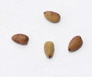Семена бузины