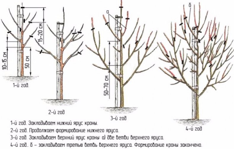 Формирование кроны молодого дерева