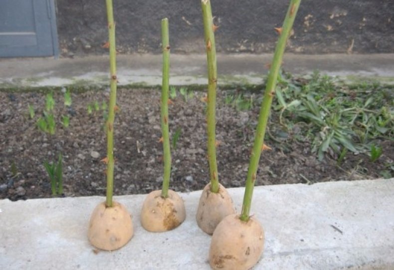 Укоренение в картофеле