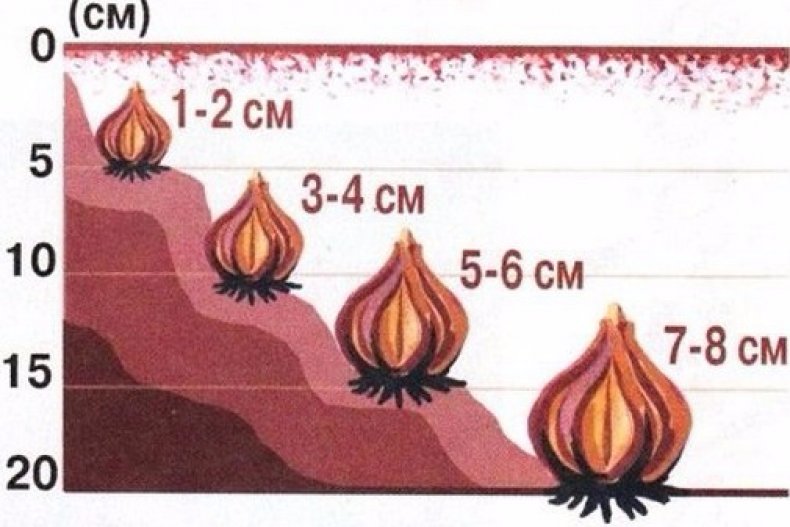Схема посадки луковиц гиацинта