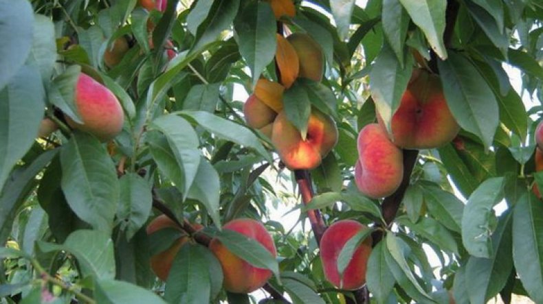 Инжирный персик