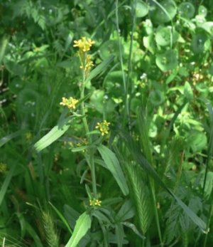 Растение гулявник лекарственный (латинское название Sisymbrium officinale): описание травы