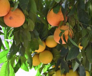 Грейпфрут: выращивание и уход за вечнозеленым деревом