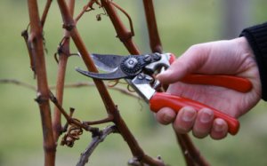 Обрезка защитит виноград от перегрузки