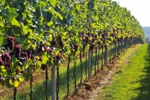 Как правильно посадить виноград?