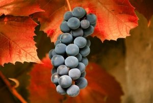 Осень тоже подходит для посадки винограда