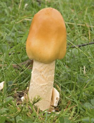Особенности грибов толкачиков (поплавков)