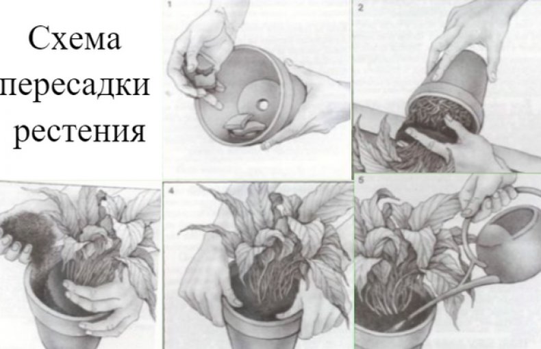Схема пересадки растения