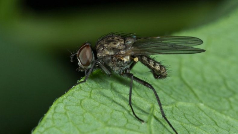 Ростковая муха