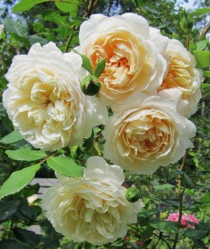 Роза «Крокус Роуз»: история сорта, выращивание и уход