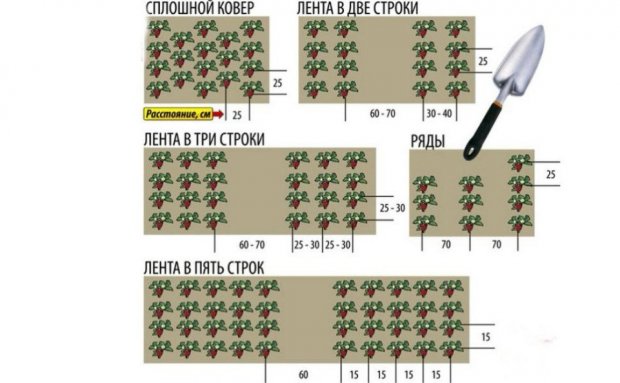 Вышивка скатерти гладь Вышивка скатерти гладь