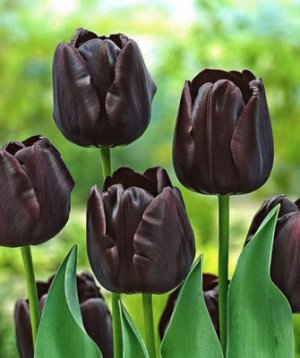 Грамотный уход за черными тюльпанами на клумбе