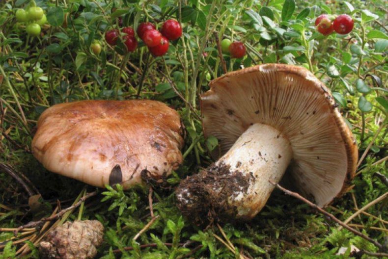 Вкусовые качества и характеристика гриба