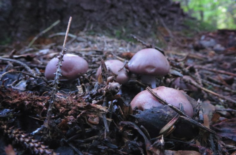 Где растут грибы: экология и распространение