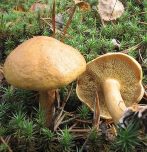 Съедобные грибы козлята: внешний вид, советы по приготовлению
